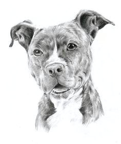 How to Draw A Staffy Dog Easy Drawing Pit Bulls Pitbull by Oocherrytheberryoo Tattoos