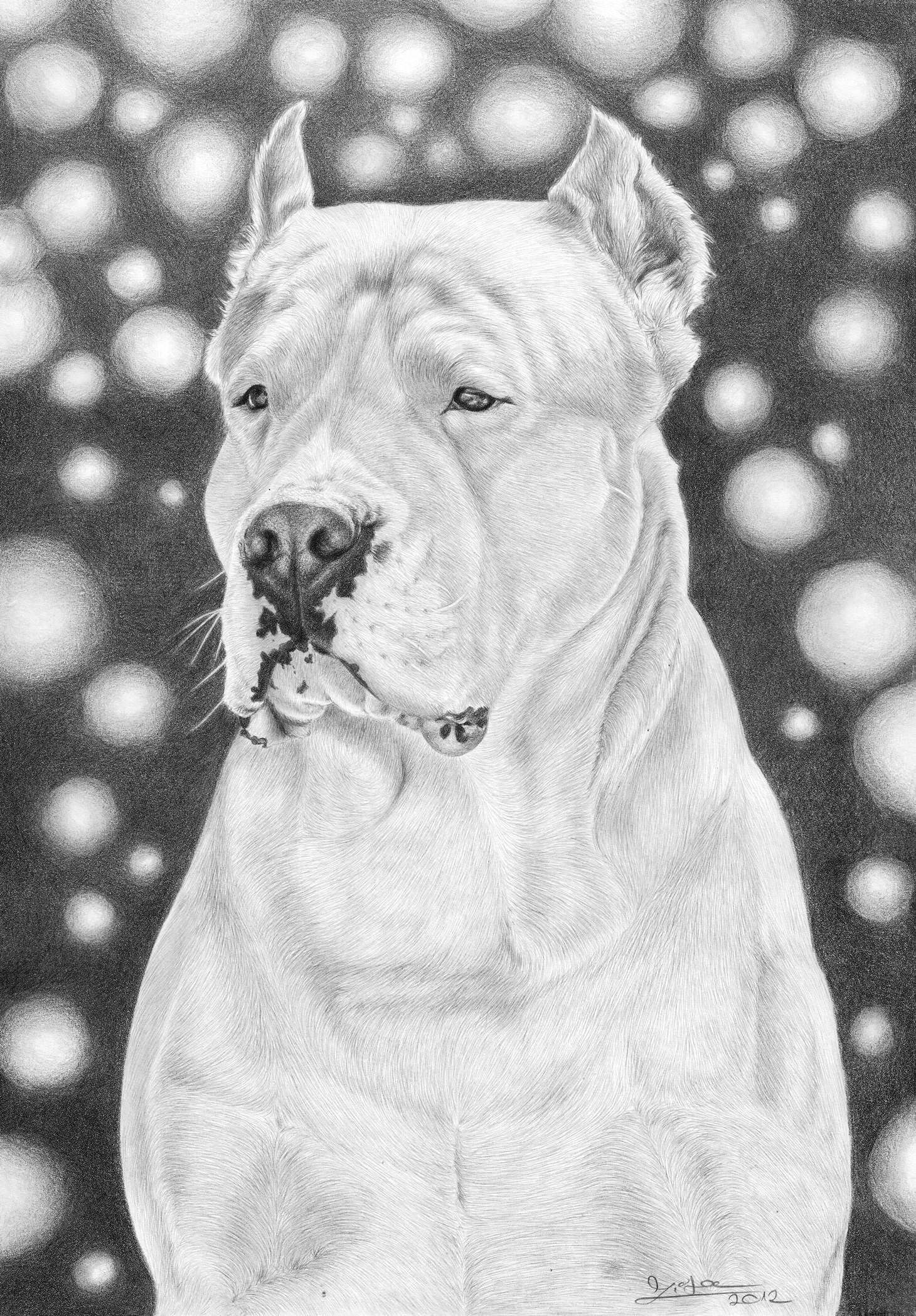 How to Draw A Staffy Dog Easy My Argentine Dog Drawing Nacho Draw