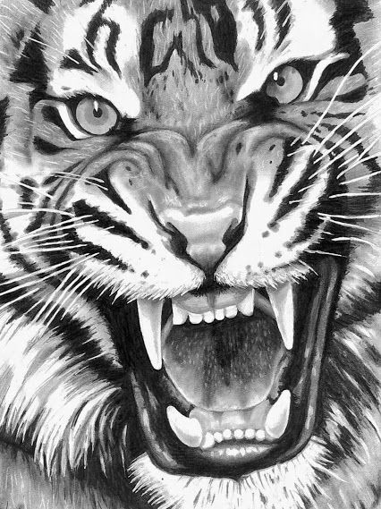 How to Draw A Tiger Face Easy Roaring Tiger Tiger Tattoo Design Tiger Drawing Tiger Sketch