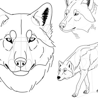 How to Draw A Wolf Easy Step by Step Shadowdraw Learn How to Draw On the App Store