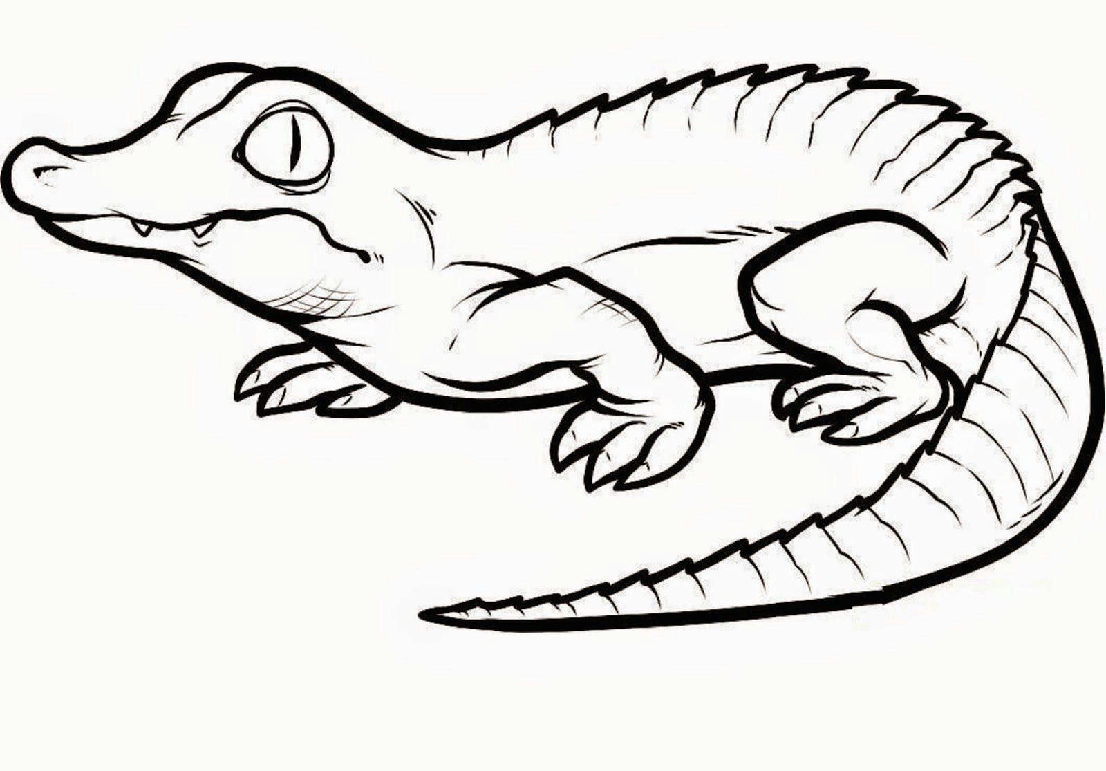 How to Draw An Easy Crocodile Crocodiles Colour Drawing Hd Wallpaper Colorful Drawings
