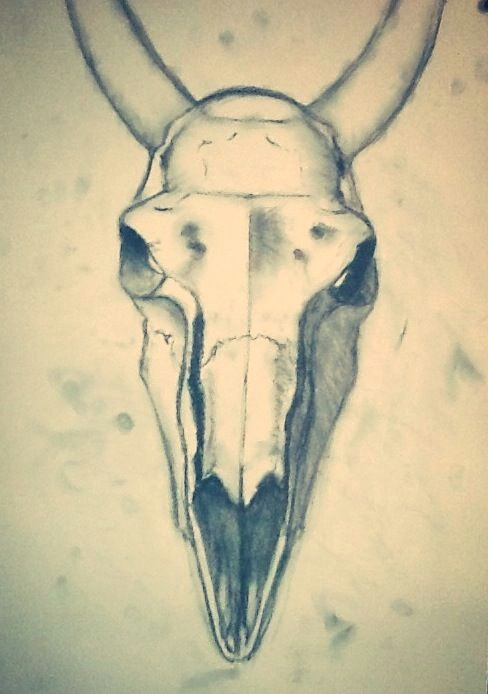 How to Draw Animal Skulls Drawings Of Animal Skulls Google Search Art Animal