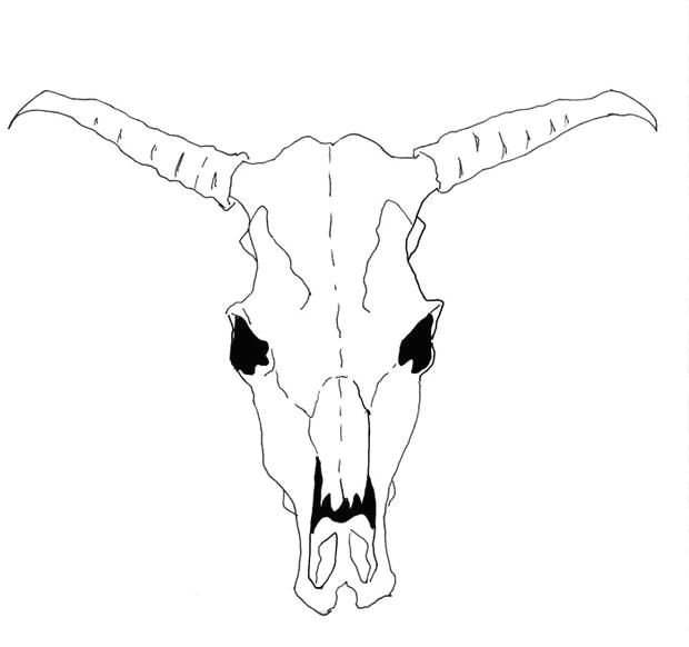 How to Draw Animal Skulls How to Draw A Cow Skull for Georgia O Keeffe Cow Skull Art