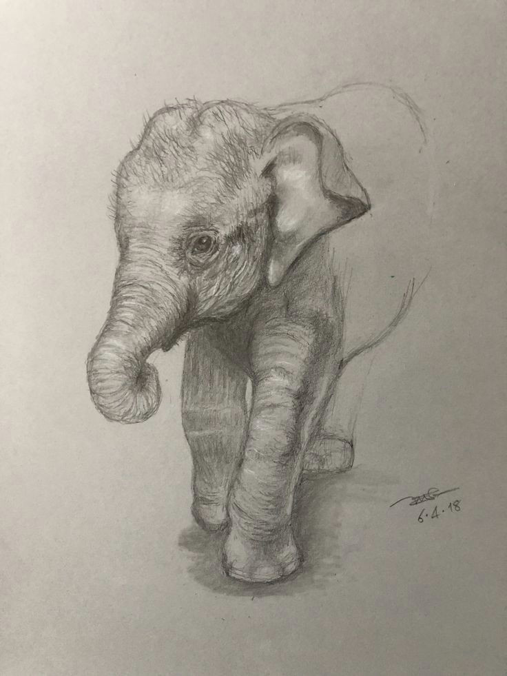 How to Draw Animals Elephant Elephant Drawing Schone Bleistiftzeichnungen