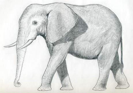 How to Draw Animals Elephant How to Draw An Elephant Walt Use Our Pencil to Sketch
