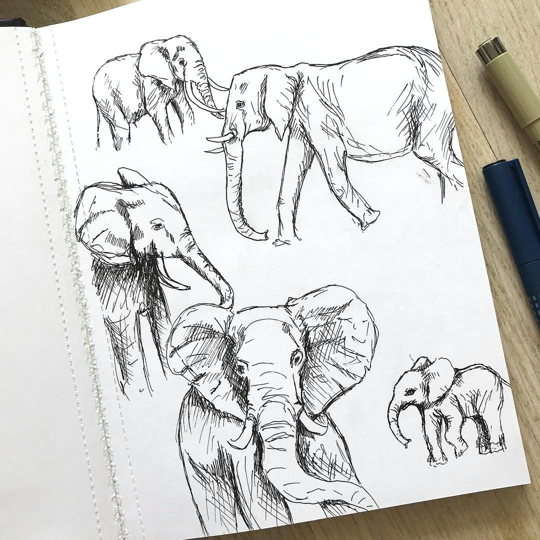 How to Draw Animals Elephant Pin by Tere Heim On Drawing In 2019 Animal Sketches