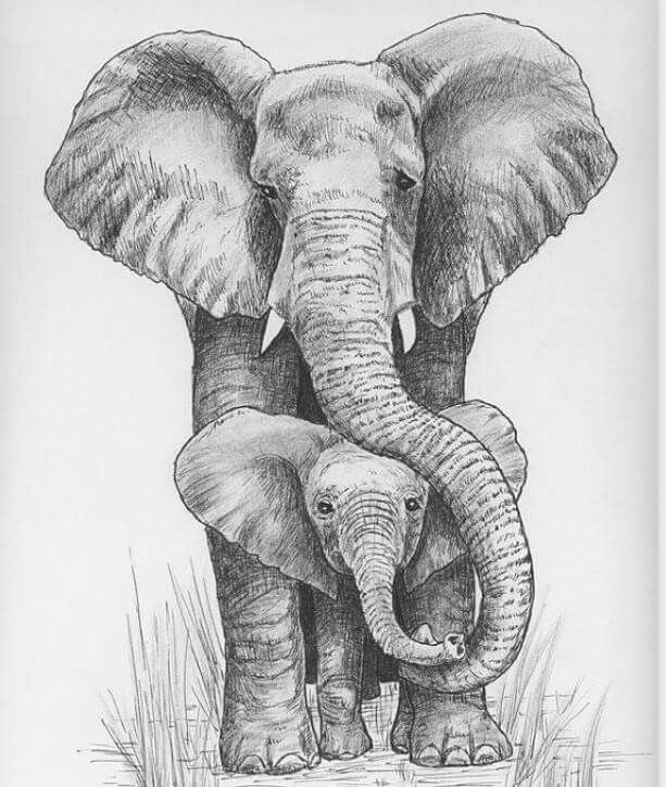 How to Draw Animals Elephant Super Cute Kleuren Voor Volwassen Elephant Art Animal