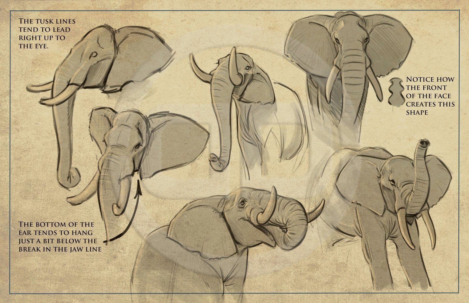 How to Draw Animals Elephant Tembo How to Draw Elephants Packet I Created for the Crew