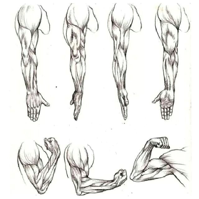 How to Draw Anime Muscles Pin by Sy Chai On References Human Anatomy Drawing