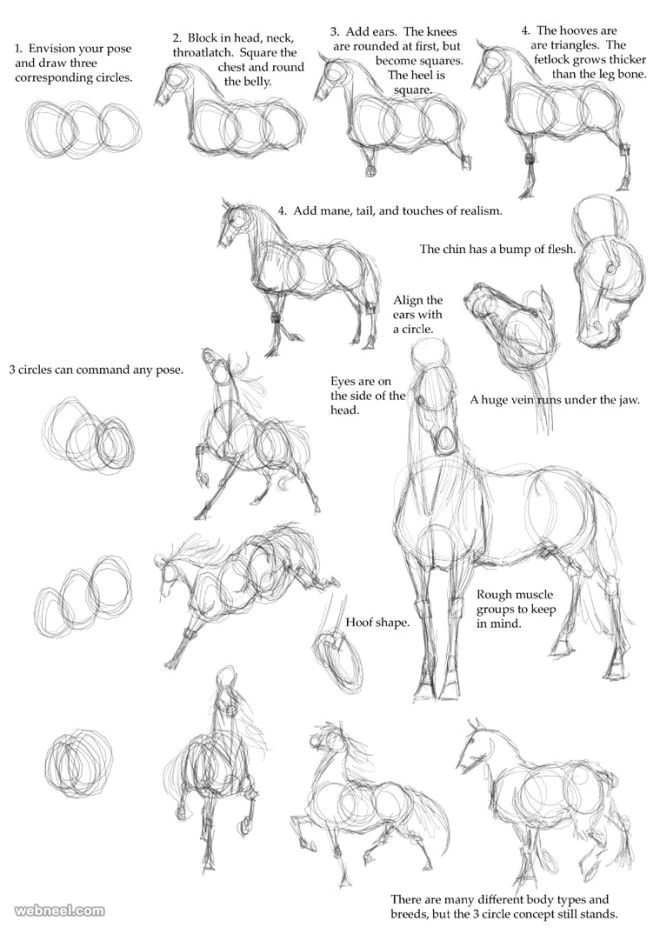 How to Draw Beautiful Animals 25 Beautiful Animal Drawings for Your Inspiration How to