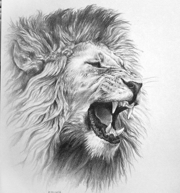 How to Draw Cool Animals Animals for Cool Lion to Draw Mens Lion Tattoo Lion