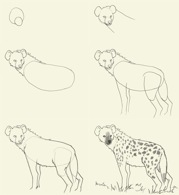 How to Draw Cool Animals How to Draw Hyena Animal Drawings Furry Drawing Animal