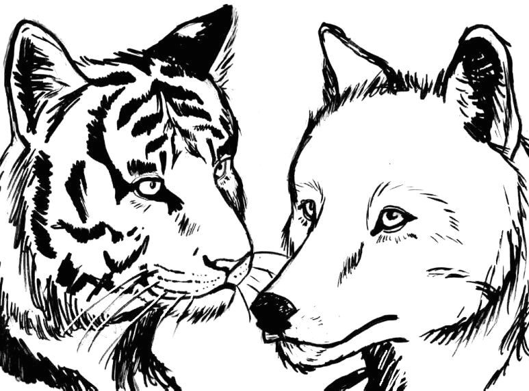How to Draw Cool Animals Tigerwolf Tiger and Wolf Cool Animal Drawings