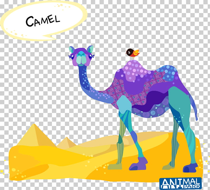How to Draw Desert Animals Dromedary Bactrian Camel Drawing Cartoon Desert Camel Png