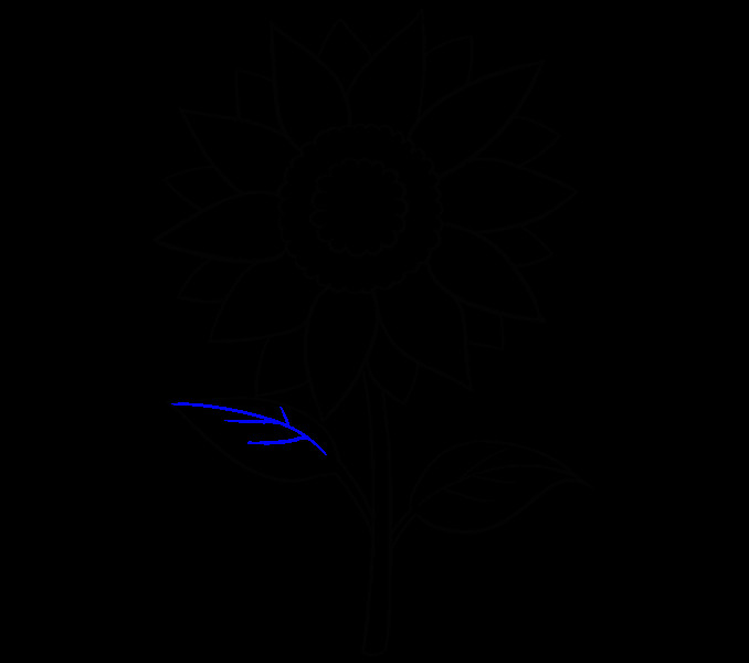 How to Draw Easy Sunflower How to Draw A Sunflower Sunflower Drawing Drawings Step