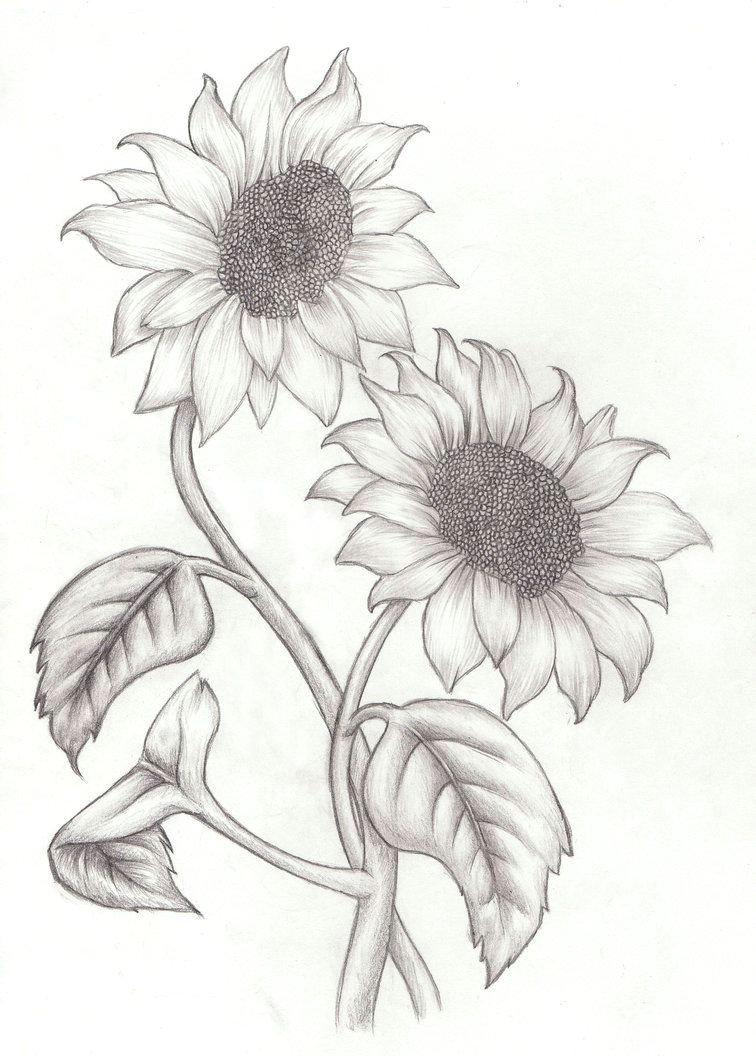 How to Draw Easy Sunflower Maybe A Little Smaller but I Will Get This as A Tattoo One