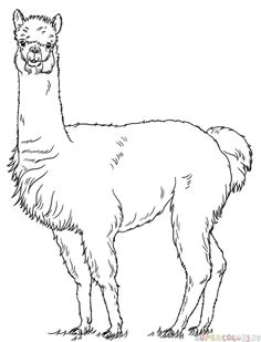 How to Draw Llama Easy 8 Best Llama Drawing Images Llama Drawing Llama Arts