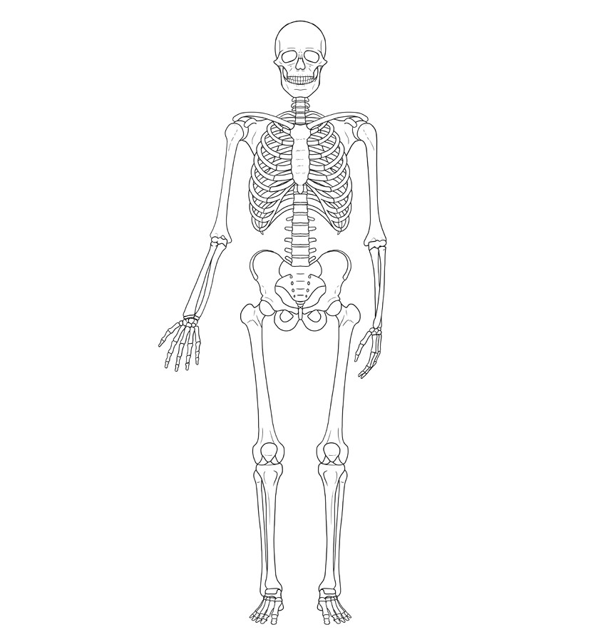 How to Draw Skeleton Easy How to Draw A Skeleton Step by Step