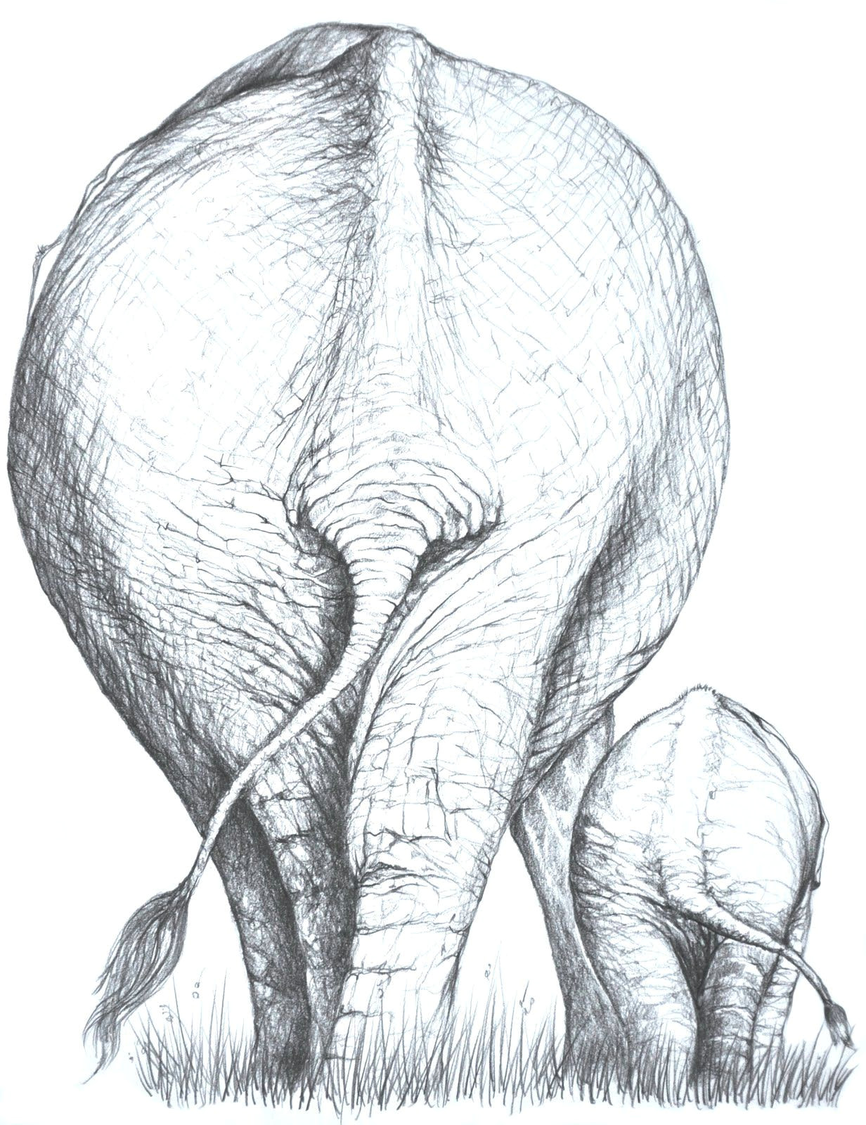 How to Draw Turkey Easy Drawings Elephant Zeichnungen Malen Und Zeichnen