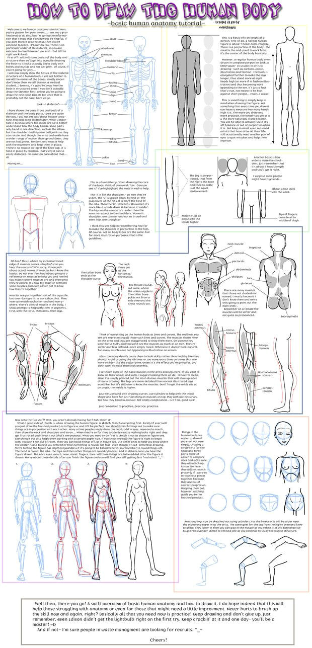 Human Anatomy Easy Drawing A Nice Overview Of Human Anatomy for Those Of Us who