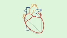 Human Heart Drawing Easy Draw A Human Heart Painting Heart Anatomy Drawing