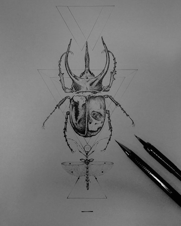 Insect Drawing Easy Pencil Drawing Iv On Behance Drawings Pencil Drawings Of