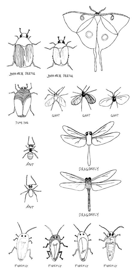 Insect Drawing Easy Sketchbook Friday 10 2 09 Drawing Tutorial Bugs Drawing