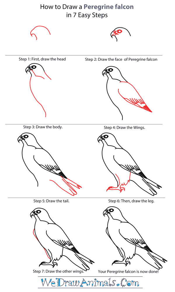Instructions to Draw Animals How to Draw Falcon Google Search Easy Drawings Bird