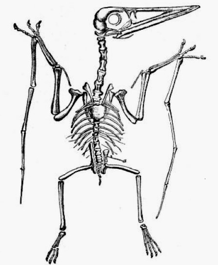 Invertebrate Animals Drawing Datei Pterodactylus Lydekker Jpg Wikipedia