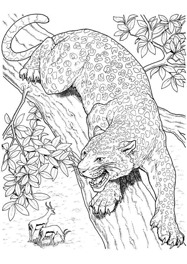 Jaguar Animal Drawing 10 Best Jaguar Coloring Pages for Little Ones Cat Coloring