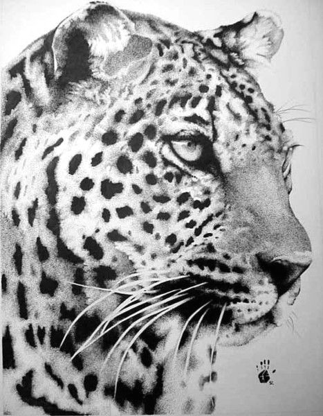 Jaguar Animal Drawing Adams Kat by Bobby Kro On Artwanted In 2019 Realistic
