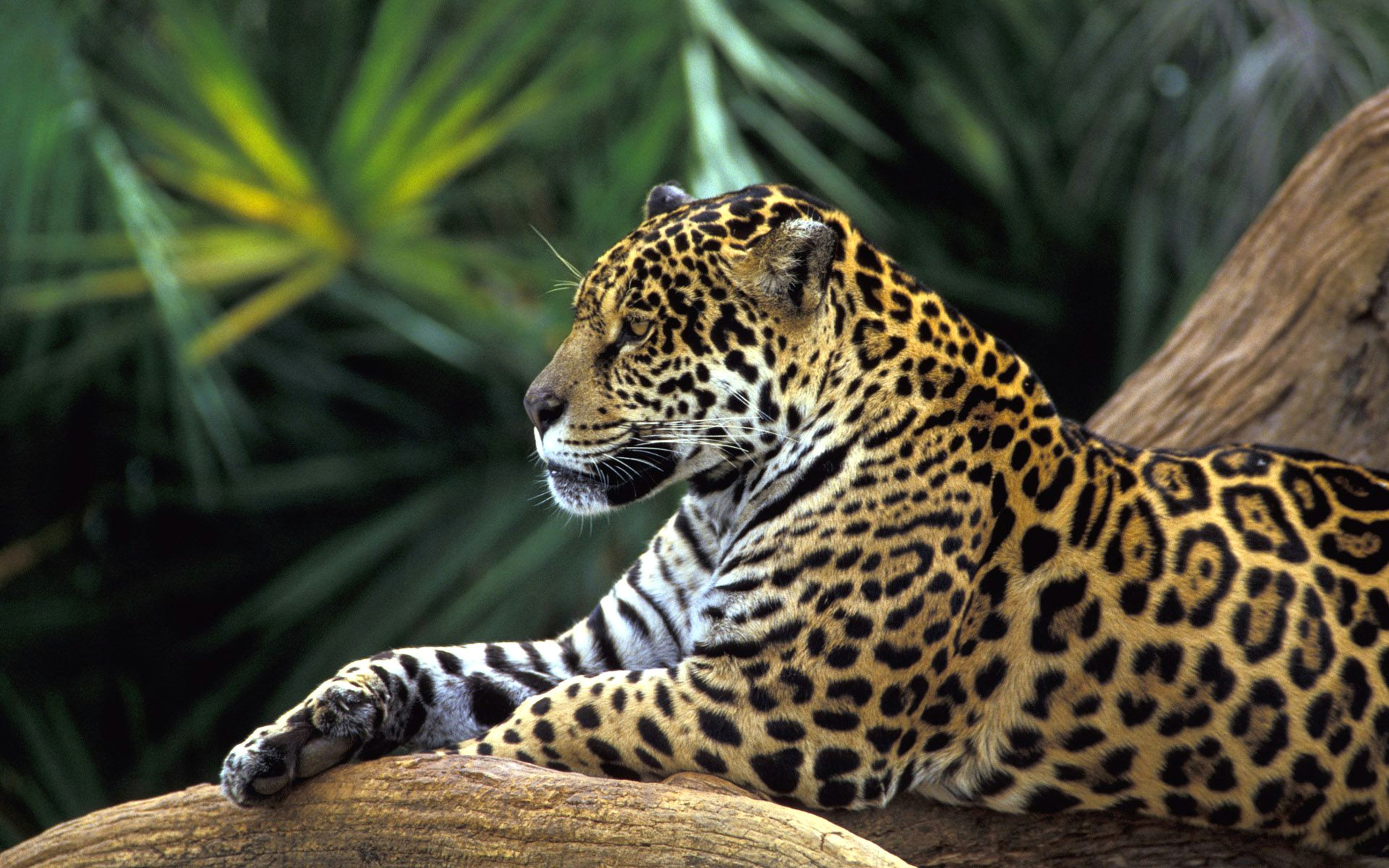 Jaguar Animal Drawing Jaguar Wallpaper Rainforest Animals Jaguar Animal Animals