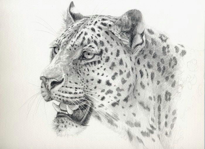 Jaguar Animal Drawing Leopard by Sschukinaa I Bleistiftzeichnungen Malen Und
