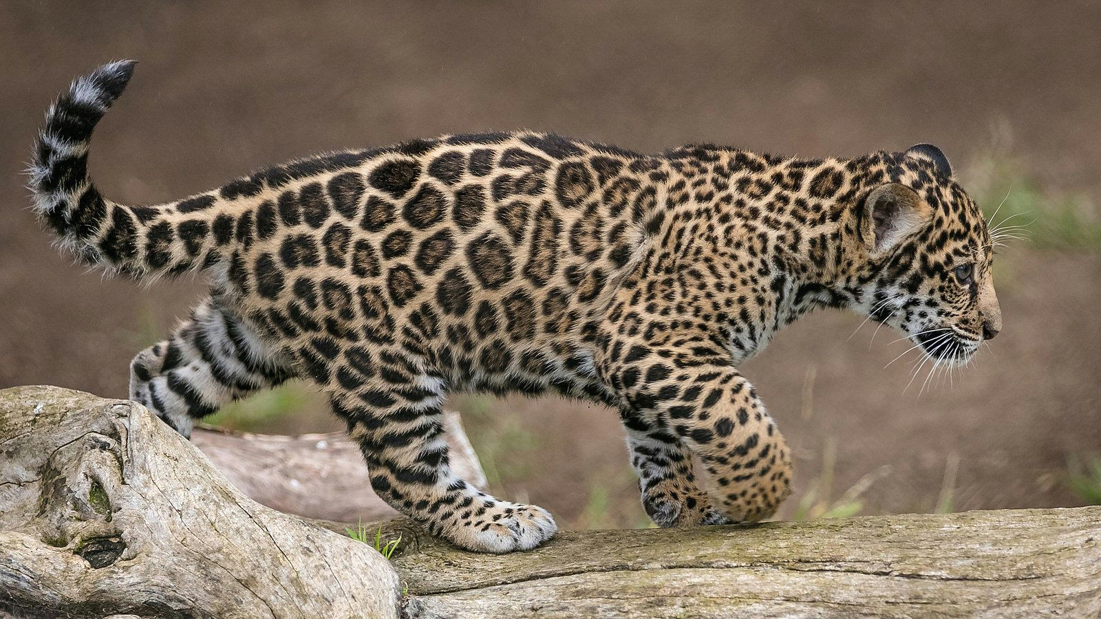 Jaguar Animal Drawing Pin On Adorable Amazing Animals