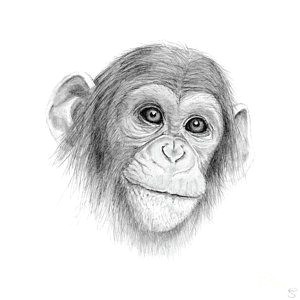 Jungle Drawing Easy Monkey Jungle Drawing A Chimpanzee Not Monkeying Around