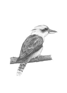 Kookaburra Drawing Easy 8 Best Pencil Kookaburra Images Bird Art Art Drawings
