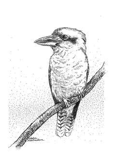 Kookaburra Drawing Easy Pin by Cheryl Cannon On Zentangles Bird Drawings Ink Pen