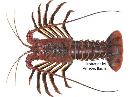 Lobster Drawing Easy California Spiny Lobster Lobster Drawing Lobster Art