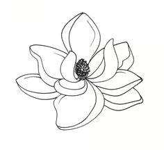 Magnolia Flower Drawing Easy 19 Best Art Reference Magnolia Images Magnolia Magnolia