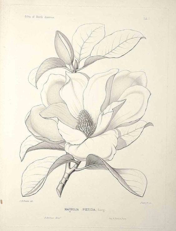 Magnolia Flower Drawing Easy Magnolia Grandiflora L as Magnolia Foetida L Sarg