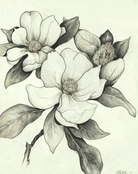 Magnolia Flower Drawing Easy Pin by Daniela Vergara Heidke On Tatuajes Pencil Drawings