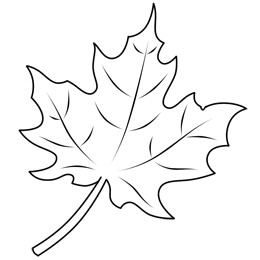 Maple Leaf Easy Drawing 11 Breathtaking Draw People Cartoon Realistic Ideas
