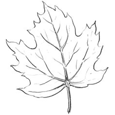 Maple Leaf Easy Drawing 13 Best Leaves Images Leaf Drawing Drawings Leaves Sketch