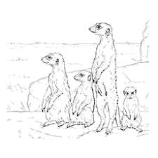 Meerkat Drawing Easy 17 Best Meerkat Images Tierzeichnungen Zeichnen