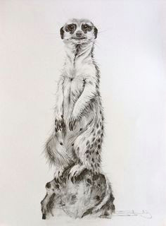 Meerkat Drawing Easy 47 Best Erdmannchen Images Animal Drawings Drawings Sketches