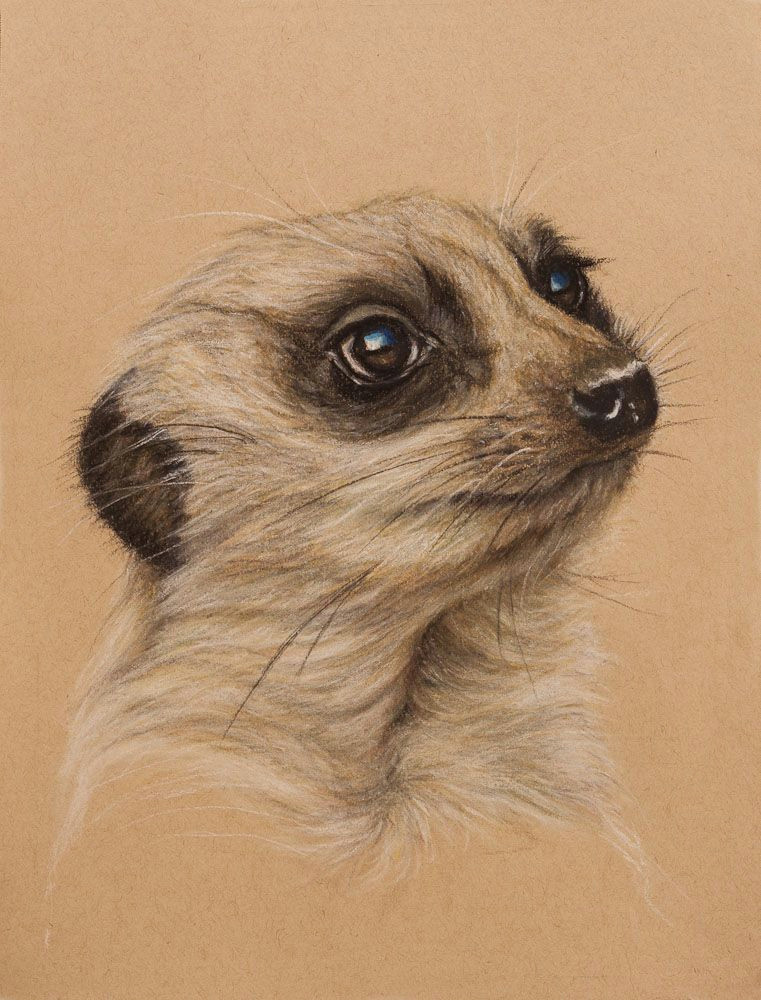 Meerkat Drawing Easy Meerkat by Wendy Beresford On Strathmore toned Tan Animal