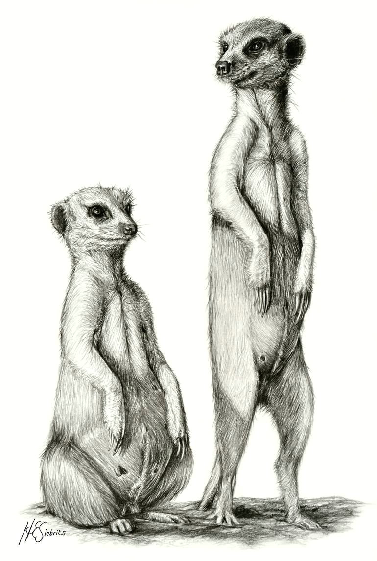 Meerkat Drawing Easy original Animal Drawing by Heidi Kriel Fine Art Art On