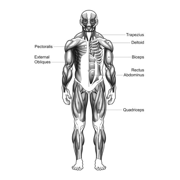 Muscular System Drawing Easy Drawing Pro Muscular System Drawing Easy for Kids