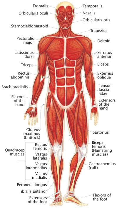 Muscular System Drawing Easy Drawing Pro Muscular System Drawing Easy for Kids
