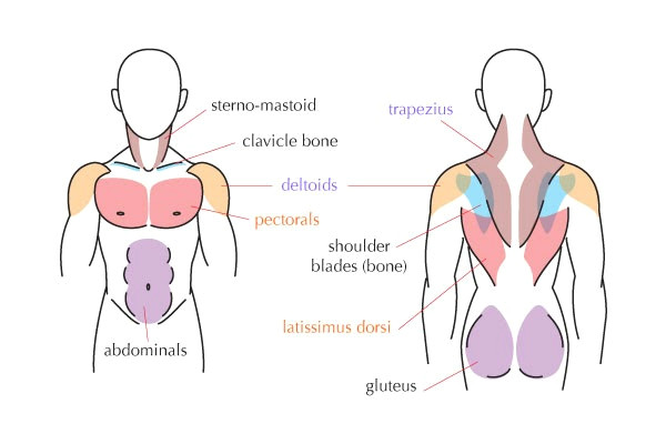 Muscular System Drawing Easy Drawing Pro Muscular System Drawing Easy for Kids